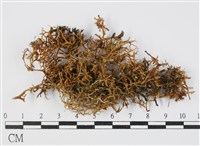 登錄號:L00000458藏品圖，第1張