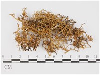 登錄號:L00000458藏品圖，第3張