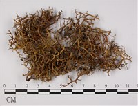 登錄號:L00000469藏品圖，第1張