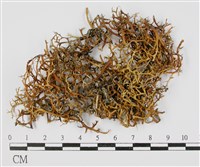 登錄號:L00000469藏品圖，第3張