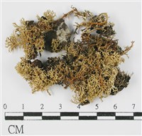 登錄號:L00000482藏品圖，第1張