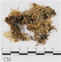 登錄號:L00000482藏品圖，第3張