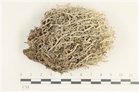 登錄號:L00000495藏品圖，第1張
