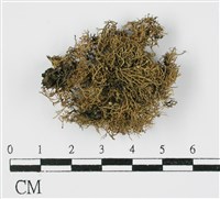 登錄號:L00000503藏品圖，第1張