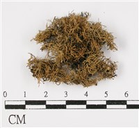 登錄號:L00000503藏品圖，第3張