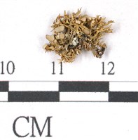 登錄號:L00000504藏品圖，第3張