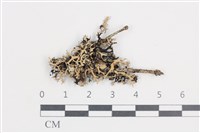 登錄號:L00000527藏品圖，第1張