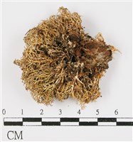 登錄號:L00000577藏品圖，第3張