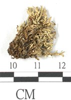 登錄號:L00000578藏品圖，第3張