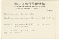 粗皮石蕊藏品圖，第2張