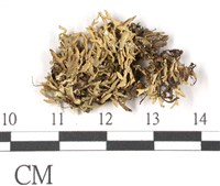 登錄號:L00000597藏品圖，第1張