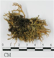 登錄號:L00000599藏品圖，第1張