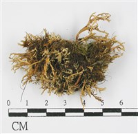 登錄號:L00000599藏品圖，第3張