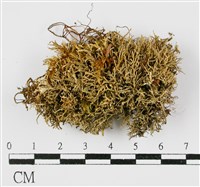 登錄號:L00000629藏品圖，第1張