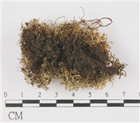 登錄號:L00000629藏品圖，第3張