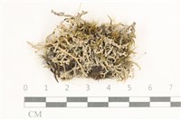 登錄號:L00000642藏品圖，第1張