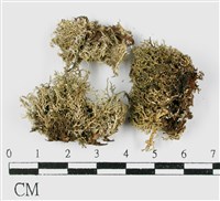 台灣球粉衣藏品圖，第3張