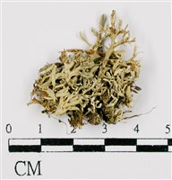 登錄號:L00000674藏品圖，第1張