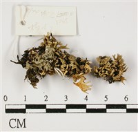 登錄號:L00000675藏品圖，第1張