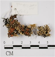 登錄號:L00000675藏品圖，第3張