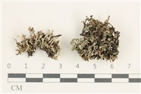 登錄號:L00000685藏品圖，第1張