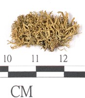 登錄號:L00000698藏品圖，第3張