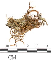 登錄號:L00000710藏品圖，第1張