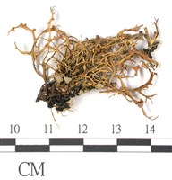 登錄號:L00000710藏品圖，第3張