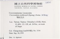 環紋瓦衣藏品圖，第2張