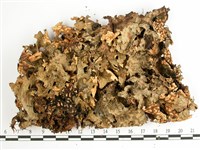 網脊兜衣藏品圖，第1張