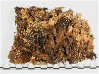 網脊兜衣藏品圖，第3張