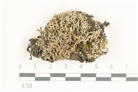 登錄號:L00000811藏品圖，第1張