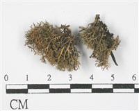 登錄號:L00000818藏品圖，第1張