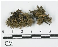 登錄號:L00000818藏品圖，第3張