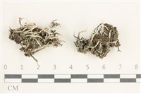 登錄號:L00000828藏品圖，第1張