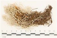 登錄號:L00000920藏品圖，第1張