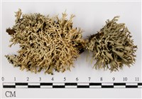 登錄號:L00000923藏品圖，第1張