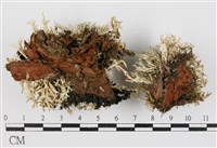 登錄號:L00000923藏品圖，第3張