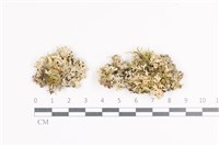 裂芽雪花衣藏品圖，第1張
