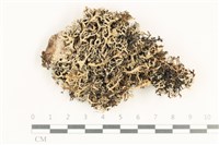 登錄號:L00000966藏品圖，第1張