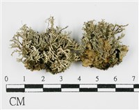 登錄號:L00000967藏品圖，第1張