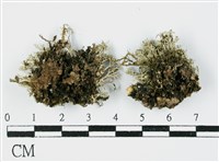 登錄號:L00000967藏品圖，第3張
