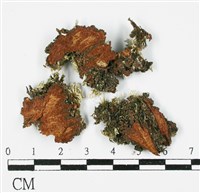 登錄號:L00000991藏品圖，第3張