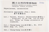 扁平黑囊基衣藏品圖，第2張