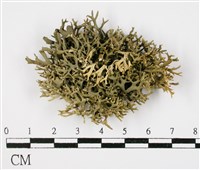登錄號:L00001021藏品圖，第1張
