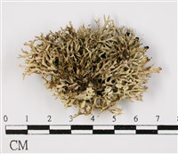 登錄號:L00001021藏品圖，第3張