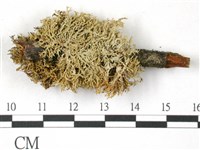 登錄號:L00001038藏品圖，第1張