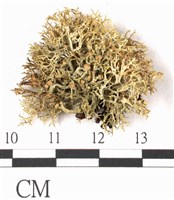 登錄號:L00001050藏品圖，第1張