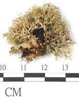 登錄號:L00001050藏品圖，第3張