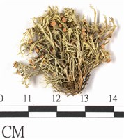 登錄號:L00001072藏品圖，第1張